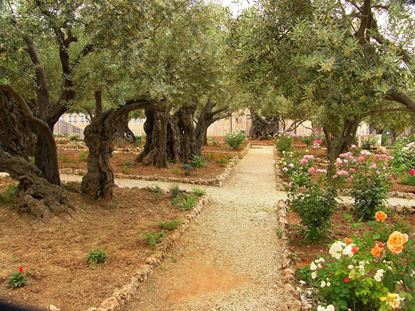 Picture of The Heart of the Story Israel & Jordan Israel   Hosted by Wanda Ehalt